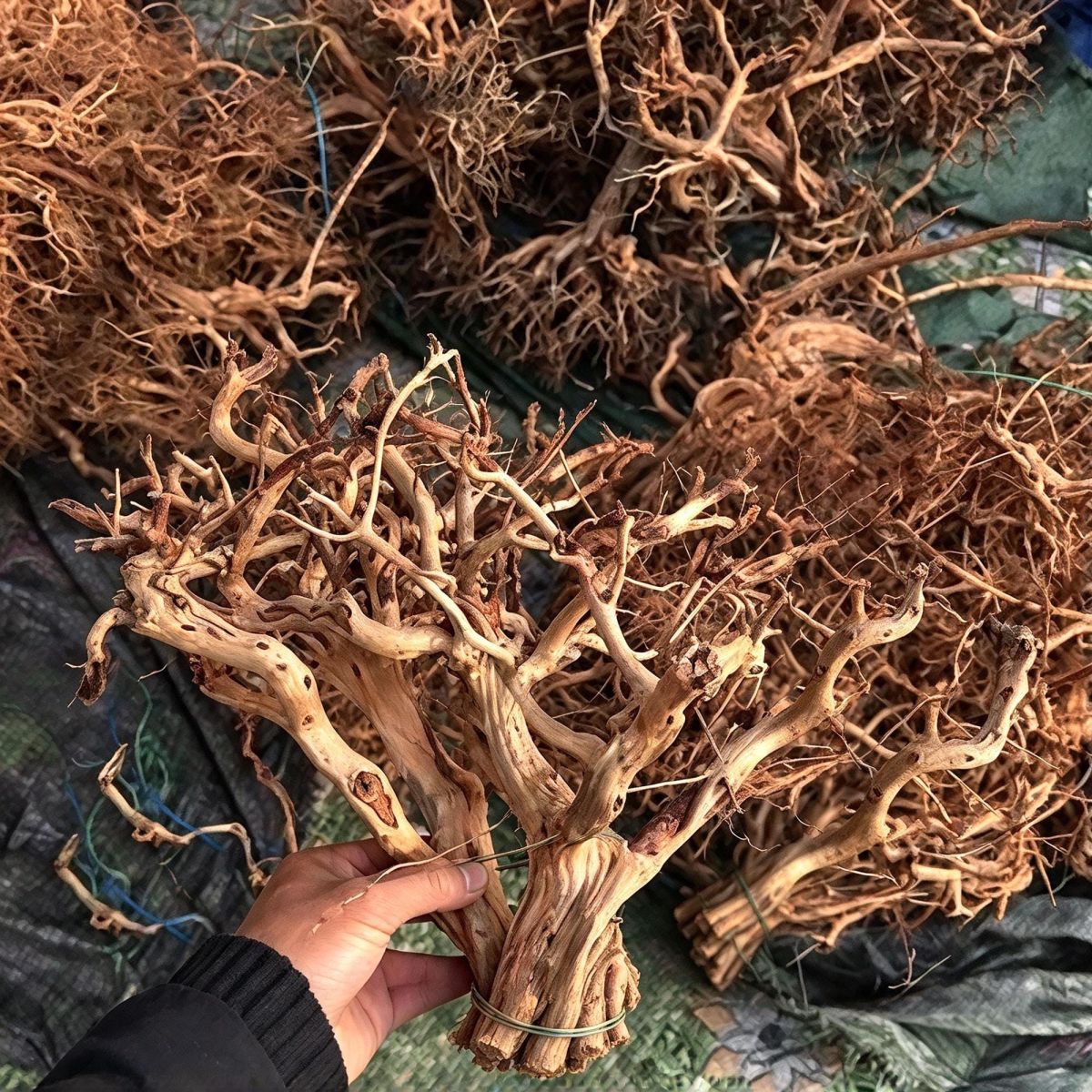Winding Tree Aquascape Layout