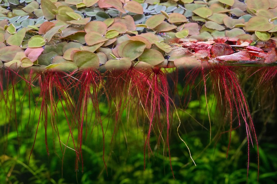 Red Root Floater: The Floating Plant That Finishes Your Tank