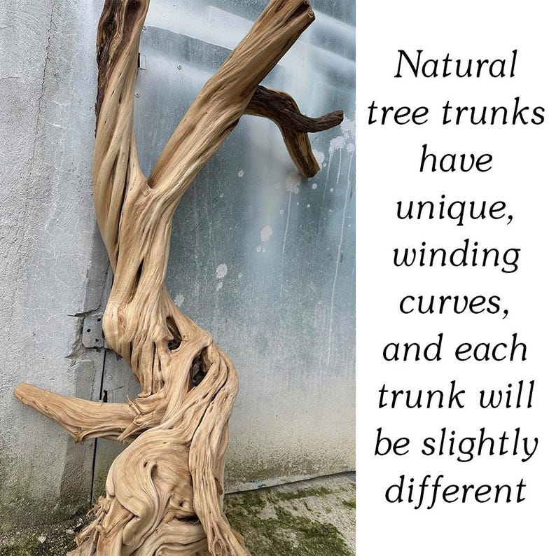 Rustic Corner Tree Shelf | Standing Tree Stump Floor Bookcase